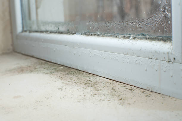 Best Black Mold Removal  in Moorefield, WV